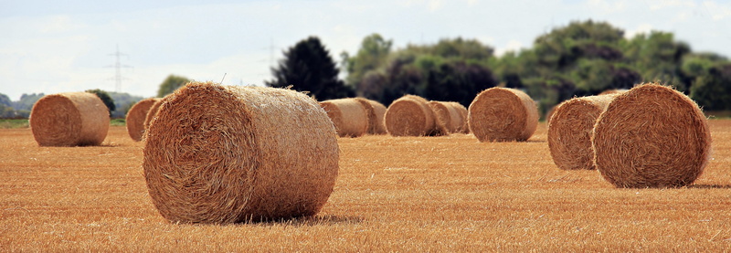 rolled up, nature, agriculture, golden, tranquil scene, golden yellow, rural, cereals, straw role, 5K, sky, dry, round bales, rural scene, harvest time