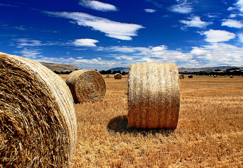 landscape, hays, summer, crop, Hay, farm, rolled Up, sky, field, harvesting, yellow, agriculture, outdoors, Straw, nature, Bales, rural Scene, bale, 1080P
