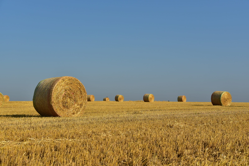 tranquility, bale, agriculture, farm, no people, summer, plant, rolled up, straw, land, 5K, outdoors, round, tranquil scene, arable land, straw bales