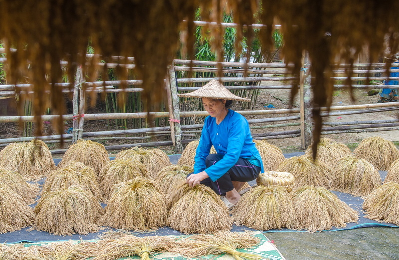 rice, sticky rice, one person, hay, land, nature, straw, field, bale, drying paddy, agriculture, crop, landscape, day, plant, hat, farmer, 4K, clothing
