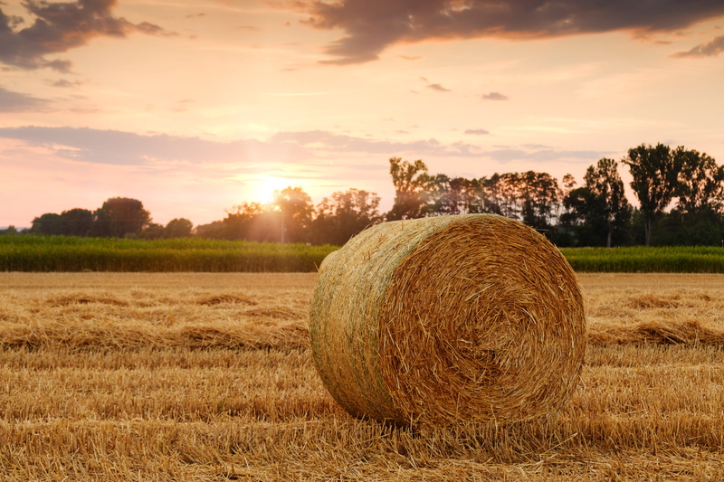 beauty in nature, plant, hay, scenics - nature, land, 5K, sunbeam, sunset, straw bales, stubble, outdoors, cereals, agriculture, cloud - sky, farm, tranquil scene