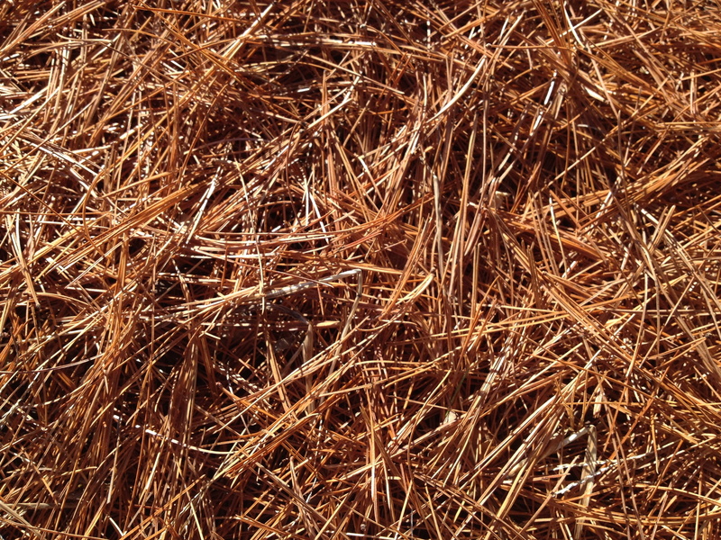 grass, day, backgrounds, straw, full frame, outdoors, carpet, field, dry, tangled, close-up, forest, pine, agriculture, no people, high angle view, fall