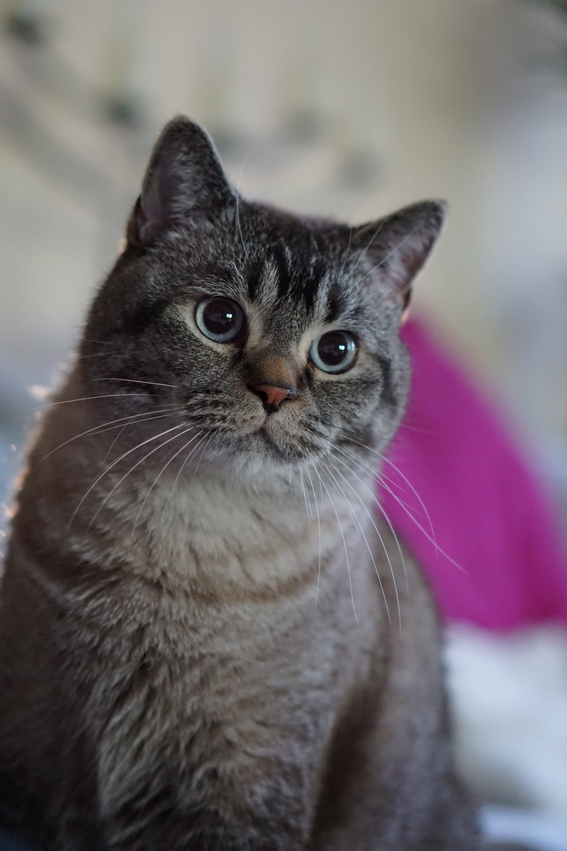 no people, cuddly, one animal, cat, pet friendly, domestic cat, 5K, whisker, yellow eyes, looking, mammal, knuffig, domestic, love for animals, tabby