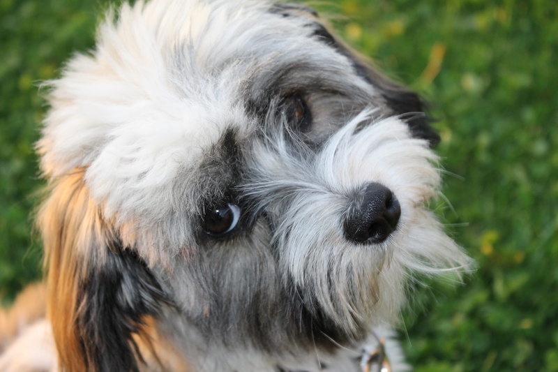 canine, close, photography, domestic Animals, domestic, black, 4K, Dog, cute, Animal, shih tzu, puppy, portrait, looking at camera, animal hair, animal head