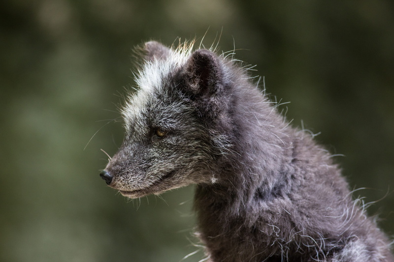 focus on foreground, friend, 5K, nature, ears, animal hair, animal world, Arctic Fox, vertebrate, profile view, wildlife photography, animal wildlife