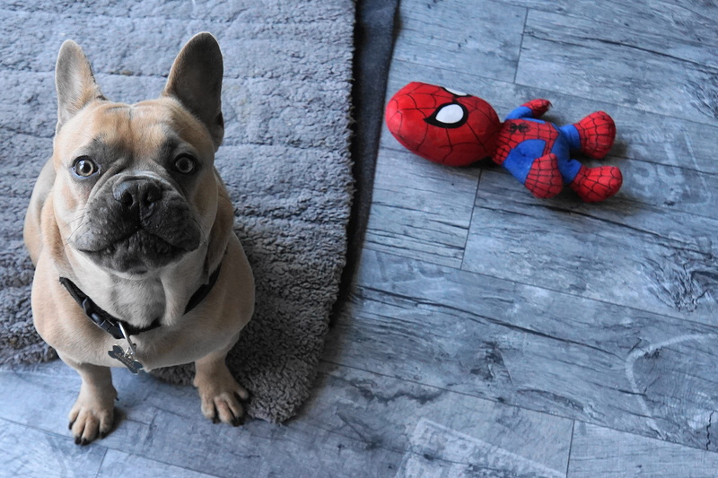 snout, purebred dog, animal portrait, no people, love for animals, view, pets, portrait, animal, male, sitting, cute, pet, toys, one animal, domestic, french bulldog