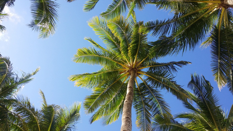 leaf, angle, tropical tree, sky, coconut, high, tropical climate, photography, land, tree, no people, tropical, time, day, 4K, plant, beauty in nature