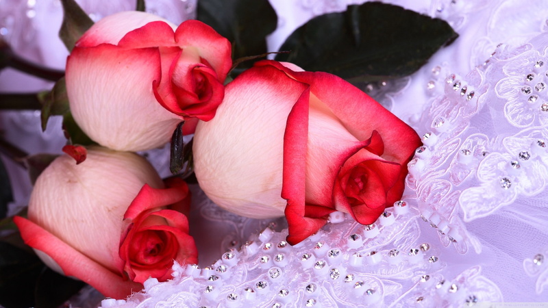 three, 2560x1440, 2K, hawaiian, Flowers, Roses