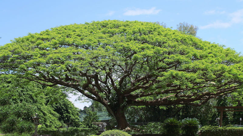 koa tree, hawaiian, environment, landscape, trunk, outdoors, tranquility, scenics - nature, plant, green color, beauty in nature, growth, Big Tree, branch