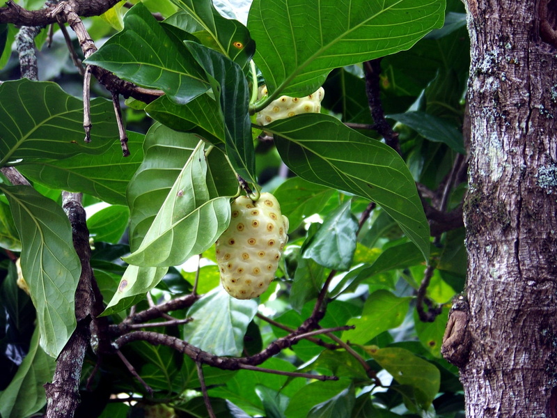 food and drink, ripe, growth, what is noni, noni tree, tahitian noni, noni leaves, hanging, close-up, noni plant, fruit, noni tahitian, 1080P, day, noni berry
