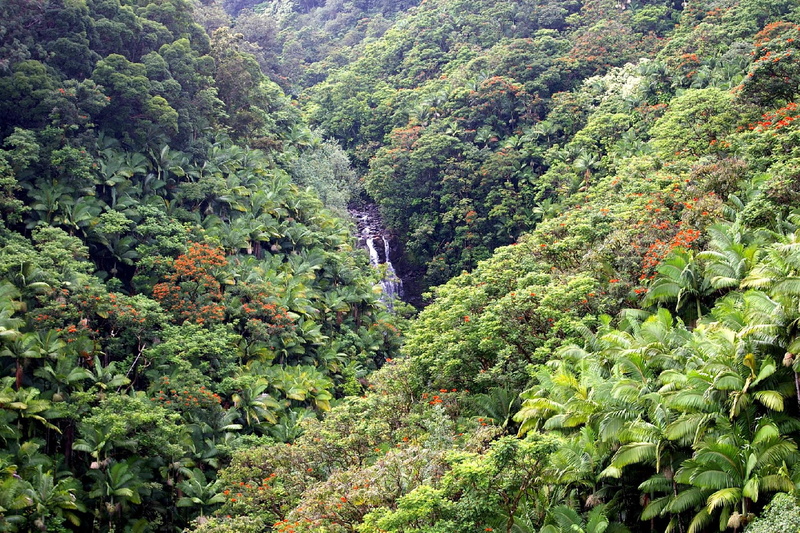 hamakua, green, islan, hawaii, islands, drive, waterfall, mountains, tropical, vegetation, mountain, forest, hawaiian, 1080P, big, island
