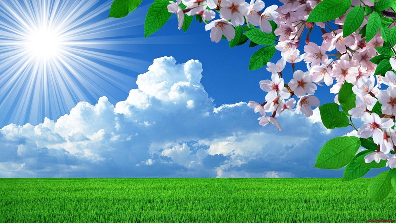field, branch, 1080P, flowers, clouds, spring, sunray