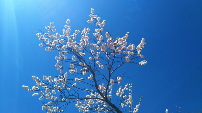 flower, 4K, flowers, sky, blue sky, sunray