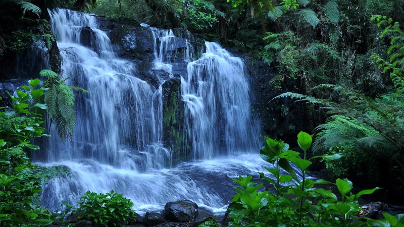 forest, cascade, waterfall, 1080P
