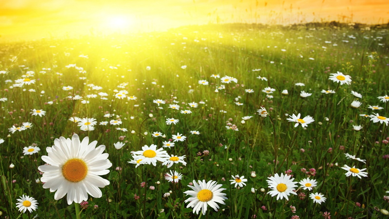 sunset, 4K, white, summer, green, fllowers, yellow, sunrays, sun, daisies