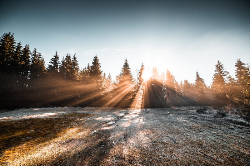 cold, tranquility, sunrays, land, beauty in nature, sunlights, non-urban scene, forest, sunbeams, frozen, no people, frost, sunbeam, pine woodland, plant