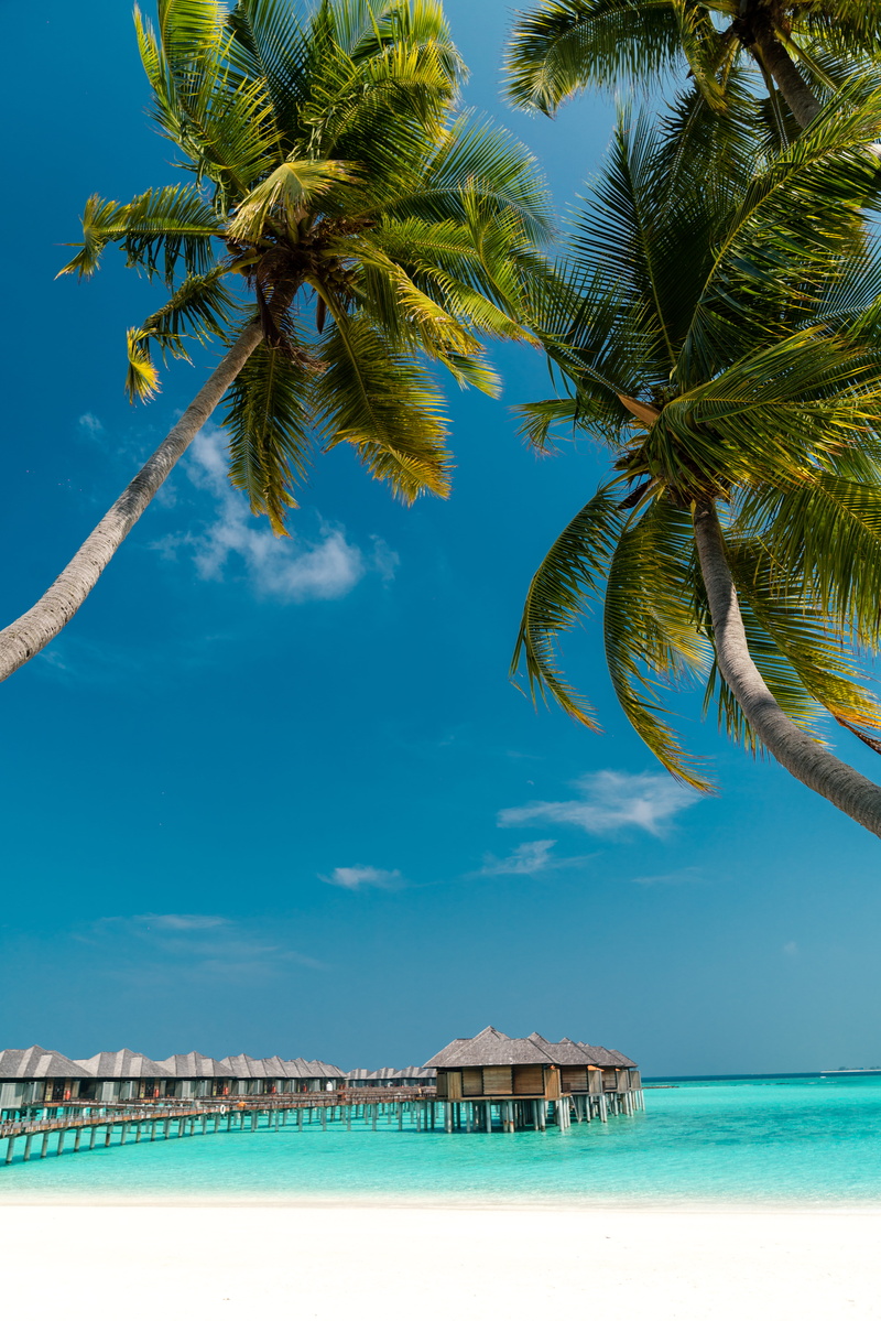 no people, tropical climate, maldives, trees, tropical, beauty in nature, arecaceae, turquoise colored, animal, tranquility, travel destinations, summer