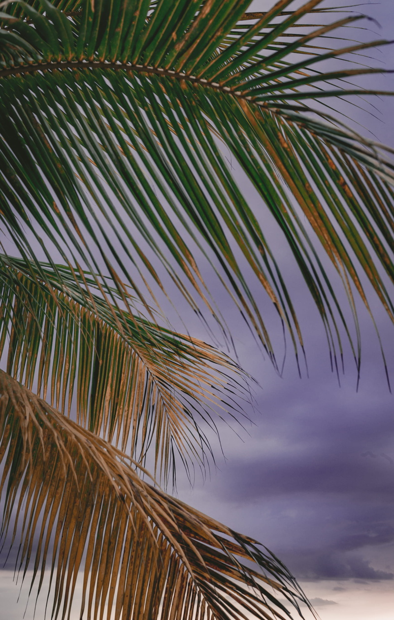 beauty in nature, 2K, growth, tree, leaves, trees, cloud - sky, florida, jupiter florida, ocean, clouds, coconut palm tree, plant part, leaf, palm tree