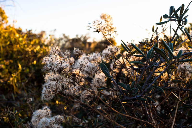 natural light, sunset, field, close-up, 4K, plant, growth, day, tranquility, tree, juno dunes natural area, wispy, land, plants, beauty in nature, no people