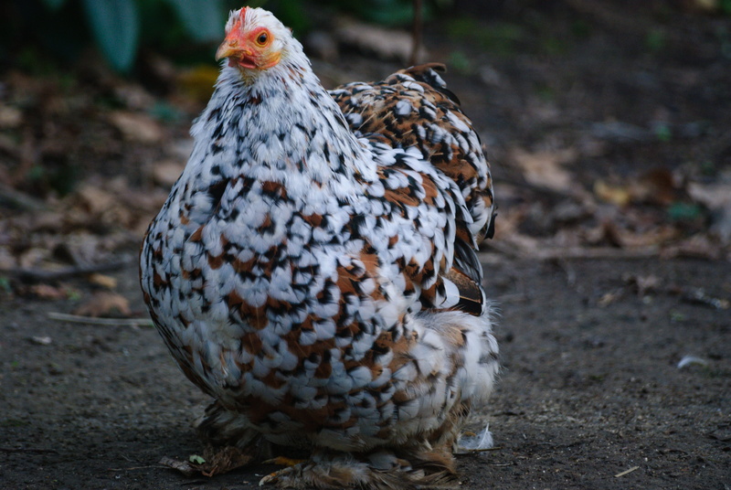 one animal, 4K, low court, chicken, white, beijing a thousand flowers, animal wildlife, poultry, chicken - bird, nature, close-up, animal themes, pets