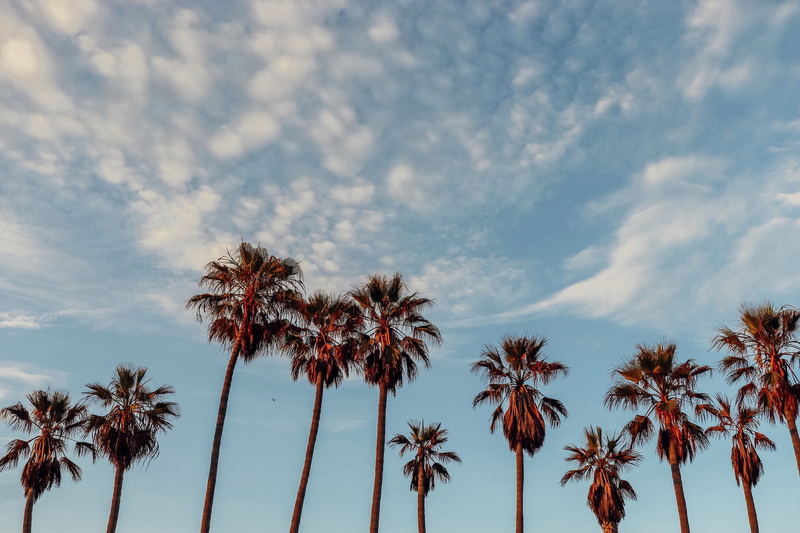 cloud - sky, tree, tall - high, beach, palm, palm tree, weather, 4K, venice, cloud, coconut, trunk, landscape, blue, plant, photography, scenics - nature