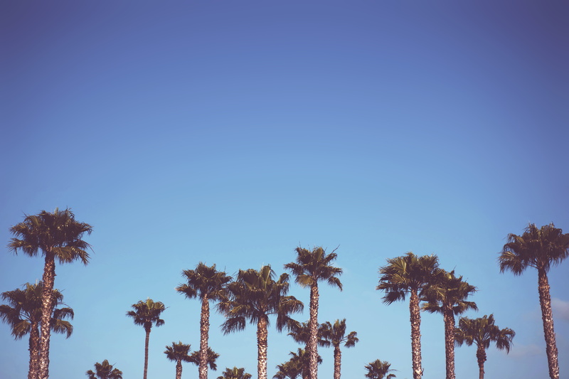 life, palm tree, scenics - nature, tropical climate, nature, plant, pismo beach, tranquility, arecaceae, coconut palm tree, beauty in nature, tall - high