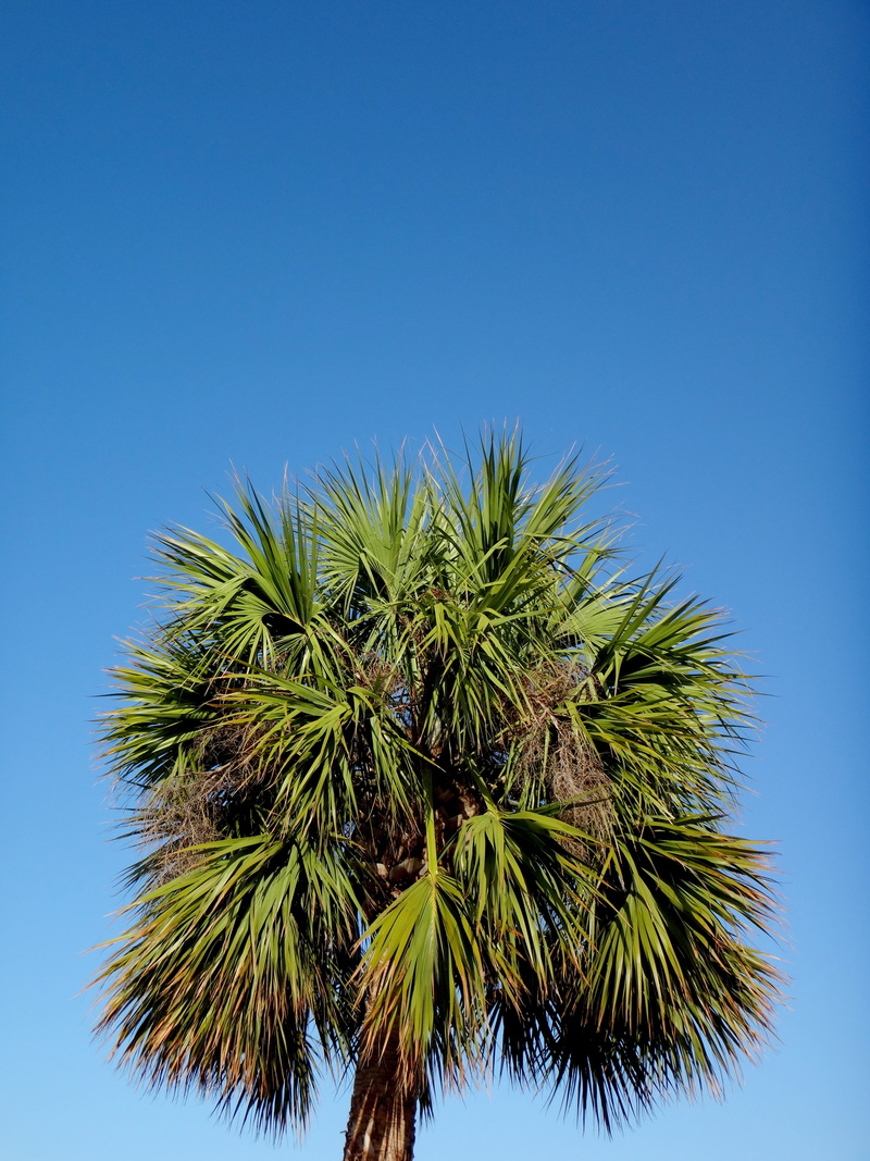 coniferous tree, palm leaf, green color, growth, miami, palm tree, outdoors, beauty in nature, united states, copy space, low angle view, tranquility, clear sky