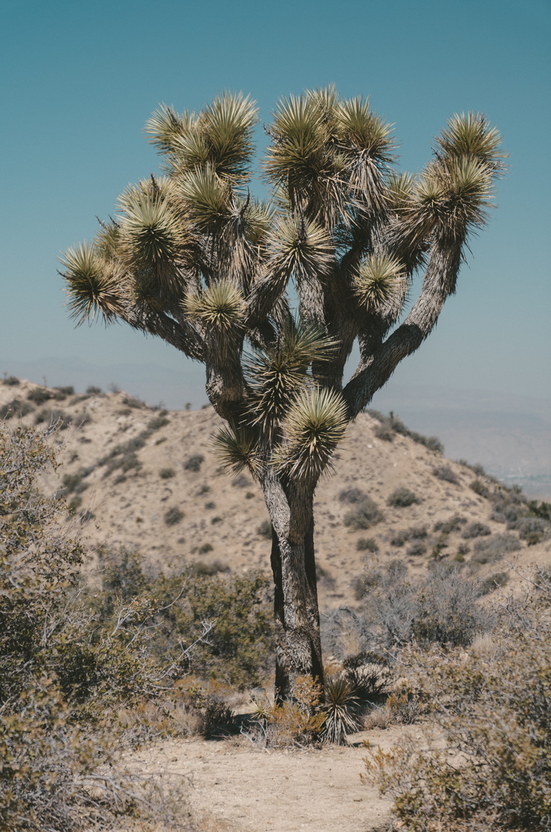 land, climate, desert, nature, tropical climate, day, joshua tree national park, agavaceae, conifer, cactus, vegetation, no people, clear sky, outdoors