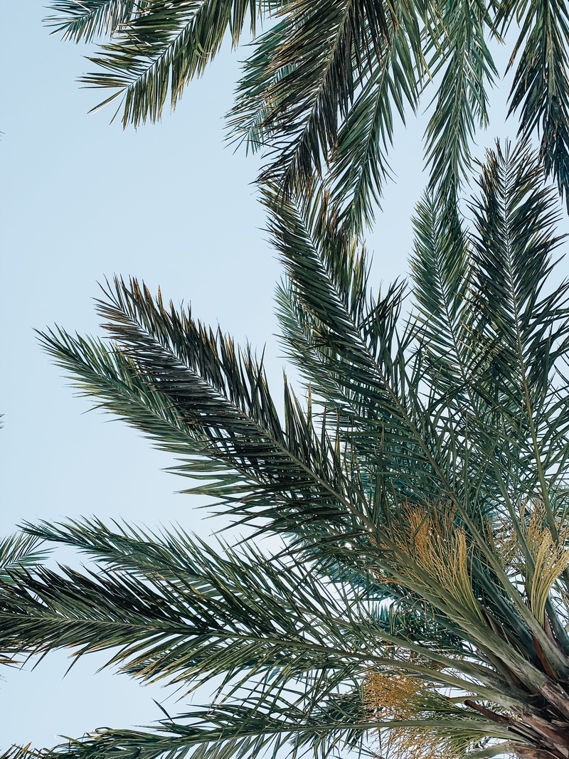 united states, tropical climate, plant, day, close-up, fir, growth, beach, pine, needle - plant part, branch, green, conifer, clear sky, nature, ice, beauty in nature