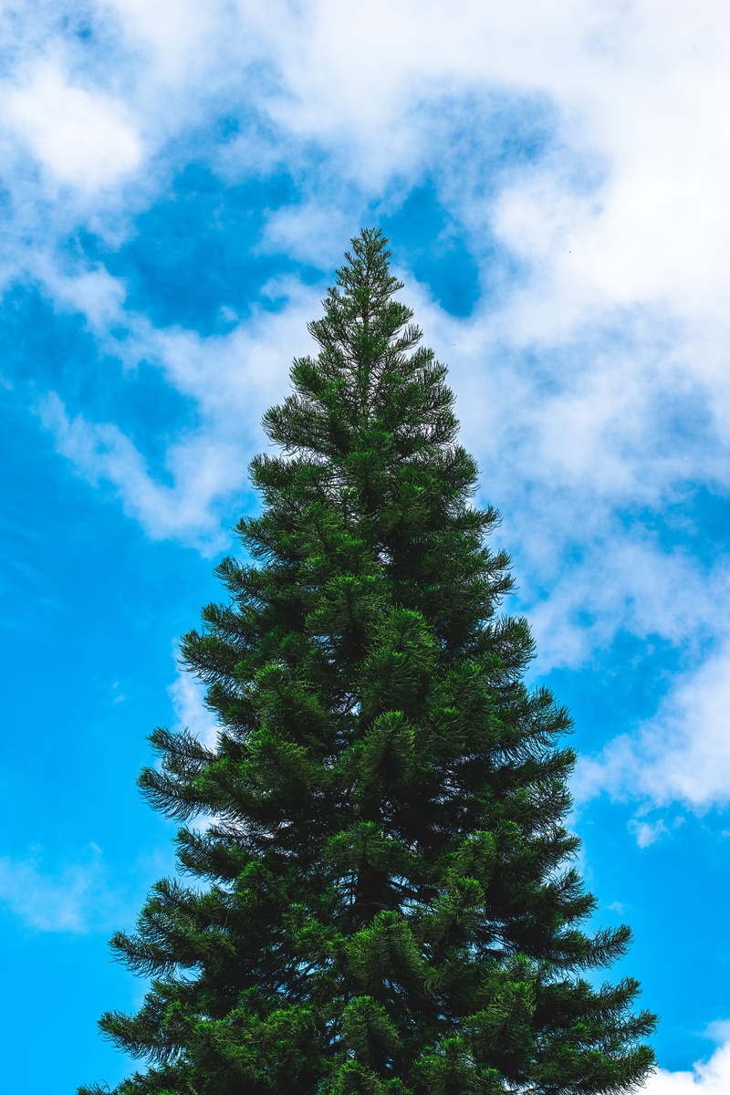 silhouette, pollen, branch, green color, white, cloudy, green, coniferous tree, outdoors, tranquility, christmas tree, abies, sky, 5K, no people, spruce