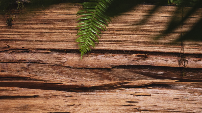 tree, brick, green color, sunlight, beauty in nature, 5K, textured, dirt road, outdoors, wood - material, day, united states, arecaceae, plant part, soil
