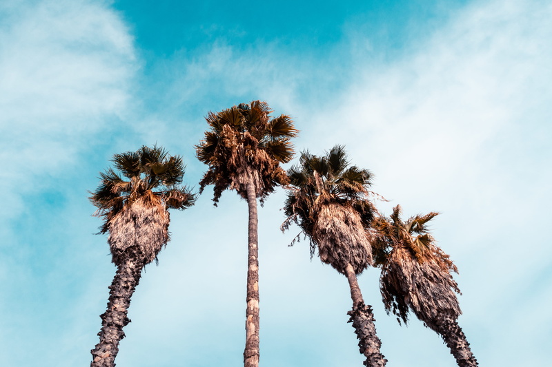 sicily, trunk, outdoors, 5K, building, arecaceae, palm tree, tropical climate, palm, line, tree, cloud, blue, beauty in nature, low angle view, leaf, sky