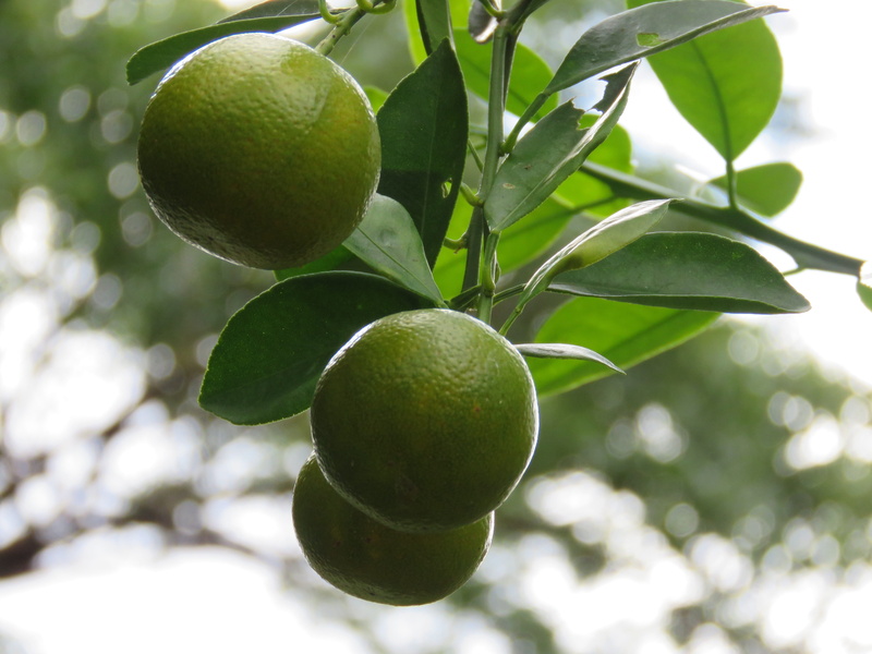 no people, freshness, food and drink, ripe, citrus, food, close-up, green color, orange, tree, focus on foreground, plant, day, lime, citrus fruit, wellbeing