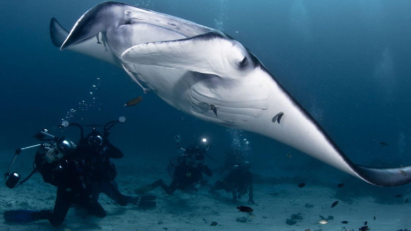 diving equipment, marine, aquatic sport, vertebrate, sea life, underwater, nature, adventure, underwater diving, undersea, animal, one animal, fish, animals