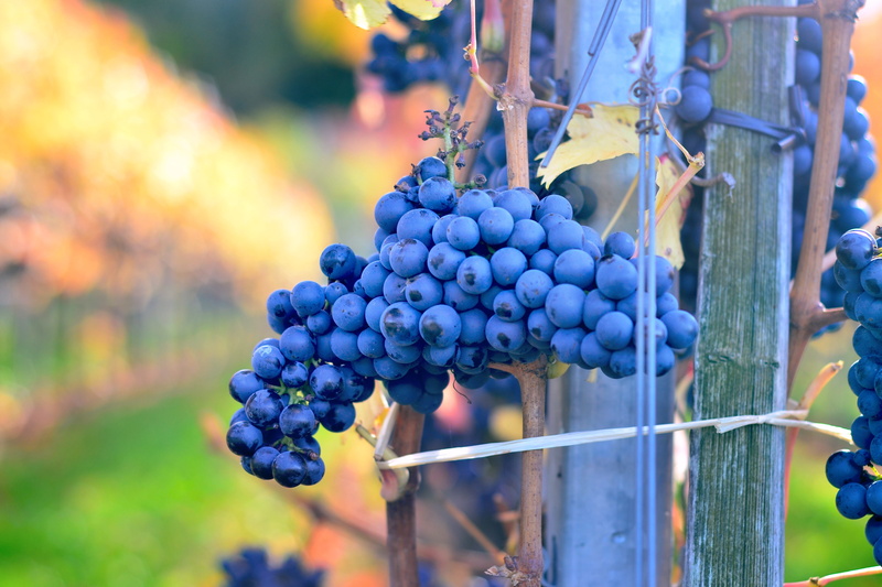 wellbeing, shift, blue, food, plantation, close-up, rural, grapevine, viticulture, fresh, autumn, summer, winemaking, farm, grape, outdoors, harvest, 4K