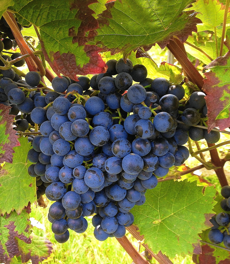grape, winemaking, red grape, food, Vines, plant part, freshness, agriculture, day, healthy eating, Winegrowing, bunch, nature, ripe, winery, wine leaf
