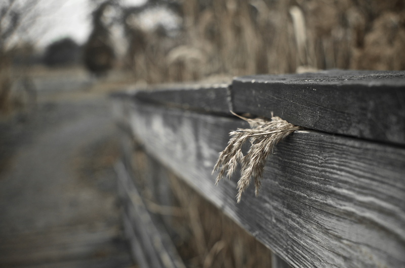 wood - Material, Explore, HFF, 4K, fence, bokeh, brown, focus, photography, Trapped, nature, happy, 35mm, selective, rural Scene, friday, hay, Nikon  D5000