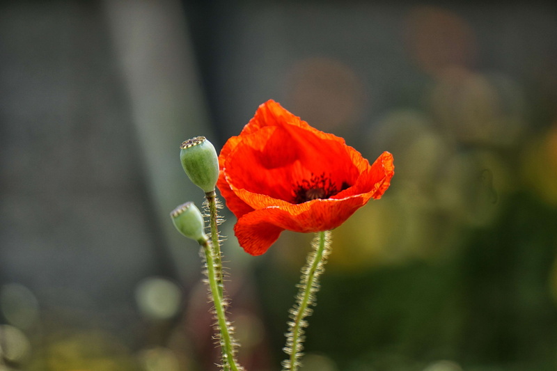 fleur sauvage, pavt, 4K, pollen, focus on foreground, fragility, outdoors, sepal, vulnerability, poppy, coquelicot, growth, beauty in nature, bud, nature