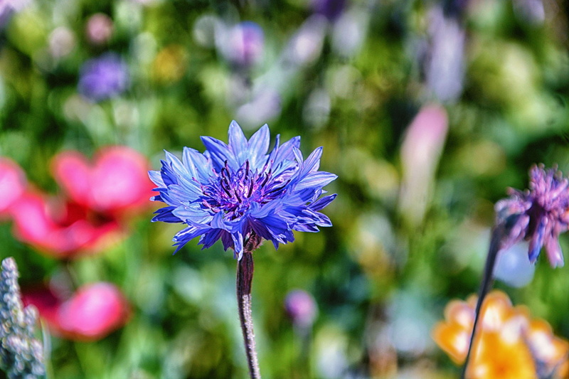 fleur, fleur dt, ornamental garden, close-up, flower head, 4K, beauty in nature, botanique, springtime, freshness, botany, inflorescence, fleur sauvage