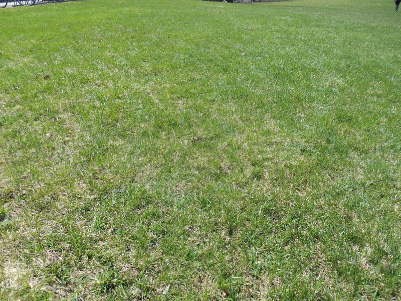 full frame, beauty in nature, land, 4K, grass area, outdoors, vert, plant, backgrounds, grass, growth, tranquility, gazon, field, high angle view, no people