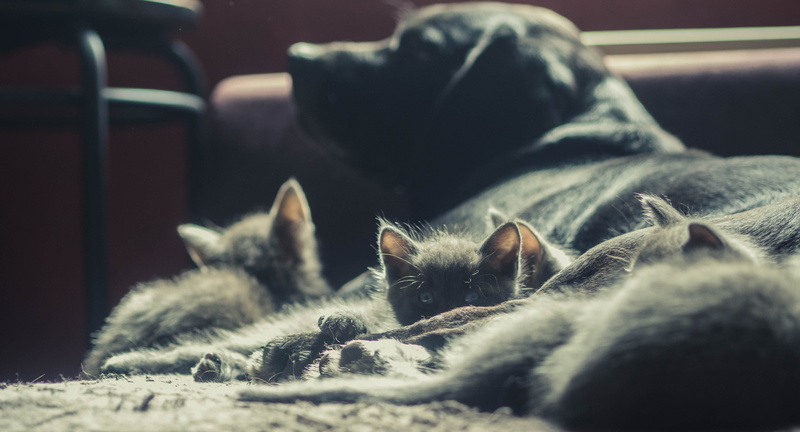 50mm, 4K, whisker, mammal, kitten, looking at camera, summer, no people, close-up, resting, selective focus, kitty, domestic animals, portrait