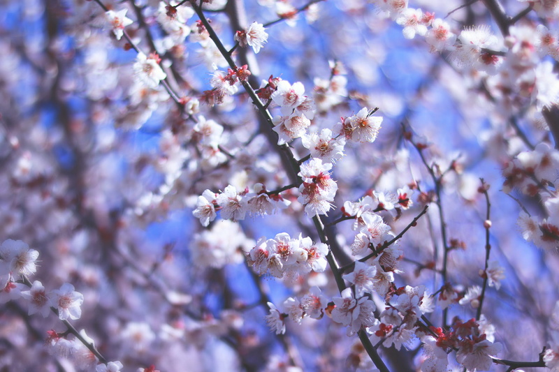 flowers, tree, beauty In Nature, flower Head, white, focus, season, daytime, 1080P, petaled, day, freshness, no people, springtime, fragility, selective focus