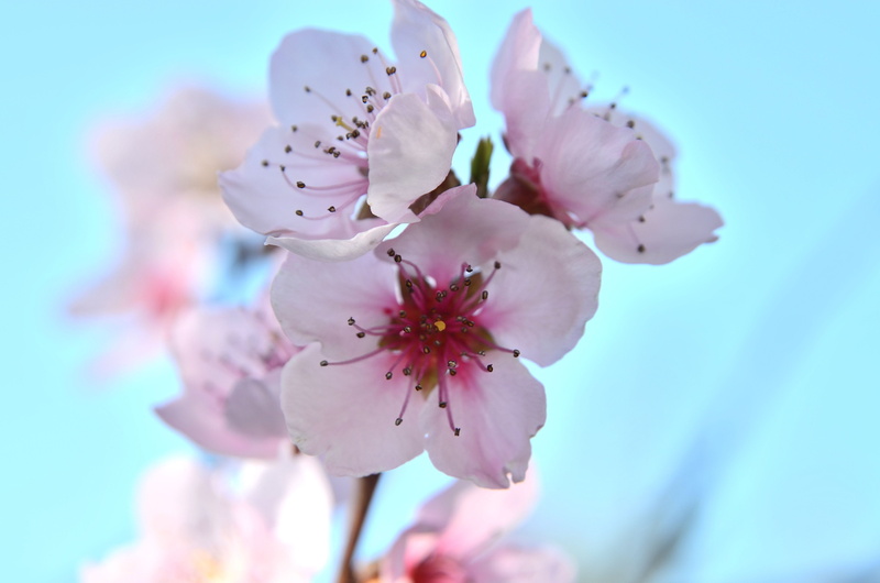 stamen, petaled, fragility, white, selective focus, nature, no People, daytime, cherry tree, pollen, petal, blue background, flower Head, summer, outdoors