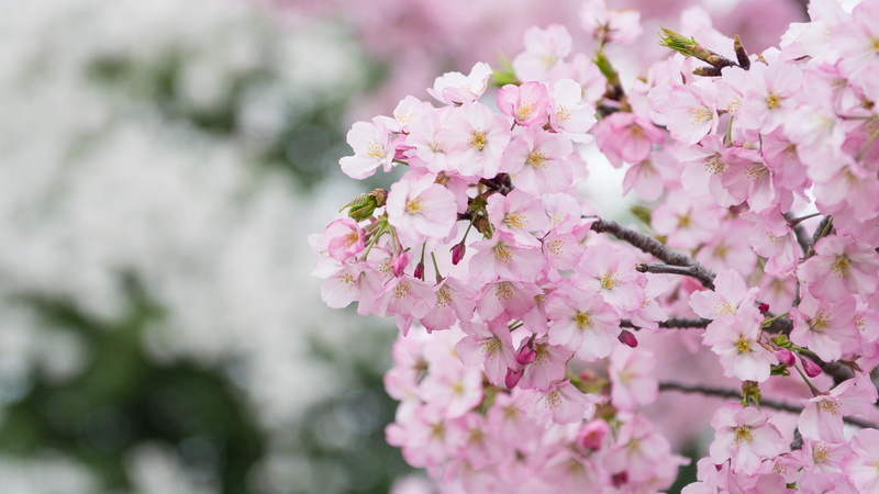petal, branch, Cherry Blossoms, blossom, japan, photography, close-up photography, Pink, 4K, DC  Washington, close, Cherry Blossom Festival, plant, Flower
