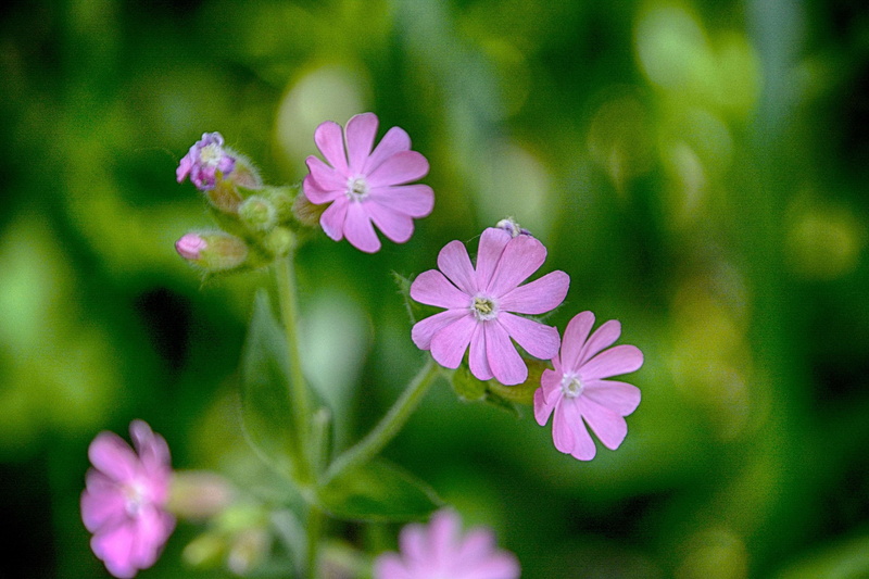 no people, day, jardin, vulnerability, beauty in nature, flore, fragility, flower head, inflorescence, focus on foreground, botanique, purple, growth, petal