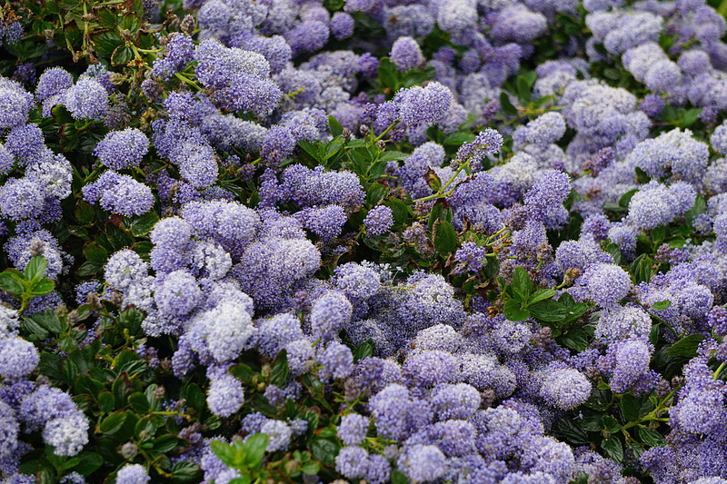 field, flore, botanique, lilac, jardin, flower head, plant, growth, nature, day, boules, land, full frame, backgrounds, close-up, floraison, la nature