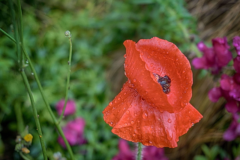 fleur sauvage, pollen, wet, flower head, dew, inflorescence, rouge, drop, flore, beauty in nature, springtime, red, fleur, fleur des champs, growth, botanique