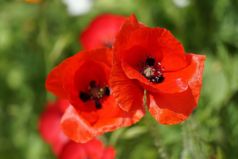 insect, flower head, flower, floraison, flowering plant, flore, fleur, beauty in nature, rouge, close-up, pavt, red, pollen, growth, fragility, animals in the wild