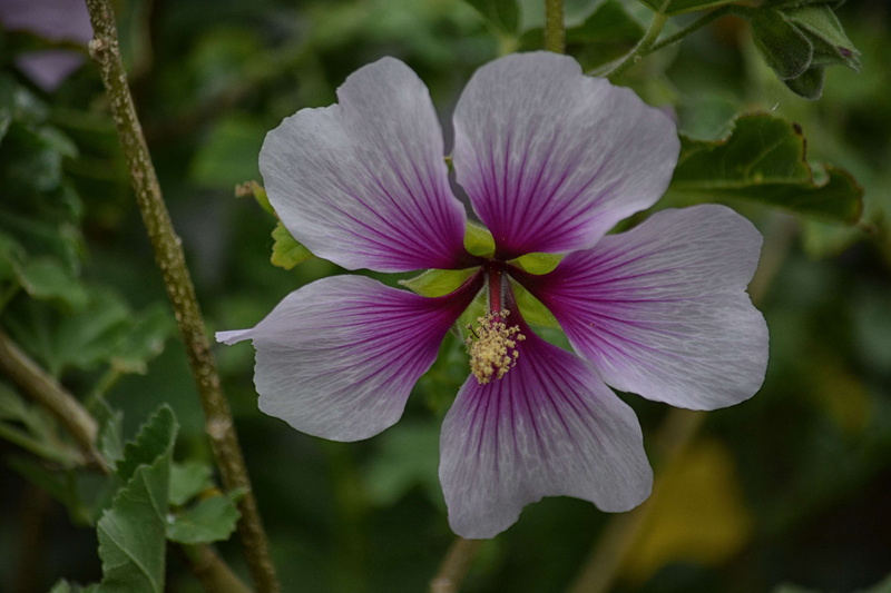outdoors, fleur, fragility, hibiscus, growth, inflorescence, beauty in nature, vulnerability, flower head, pollen, nature, no people, close-up, botanique