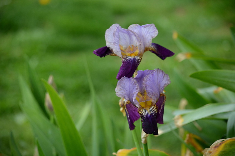 fleur, beauty in nature, petal, 4K, iris - plant, focus on foreground, iris, field, botanique, flower head, flowering plant, flower, day, t, nature, inflorescence